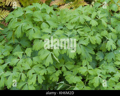 Laub von Columbine/Aquilegia vulgaris. Stockfoto