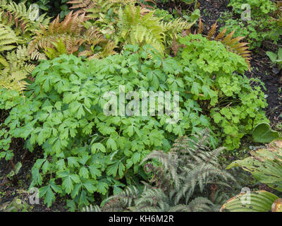 Laub von Columbine/Aquilegia vulgaris. Stockfoto