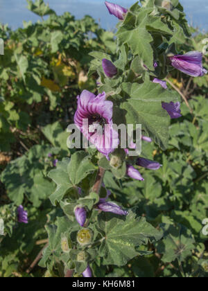 Beispiel der Baum/Malve Lavatera arborea in der Nähe der Küste von Newquay, Cornwall wachsen Stockfoto