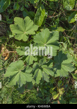 Beispiel der Baum/Malve Lavatera arborea in der Nähe der Küste von Newquay, Cornwall wachsen. Stockfoto