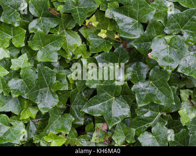 Cluster von nassen Gemeinsame Efeu / Hedera helix verlässt. Kriechende Efeu. Stockfoto