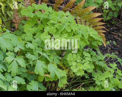 Laub von Columbine/Aquilegia vulgaris. Stockfoto