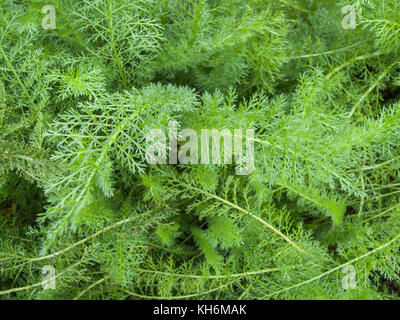 Schaumige junge Laub Der woundherb bekannt als Schafgarbe (Achillea millefolium). Stockfoto