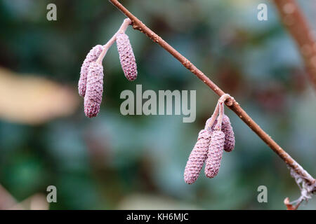 Rosa winter Palmkätzchen des Ornamentalen lila leaved Haselnuss, Corylus maxima 'Red Filbert' Stockfoto