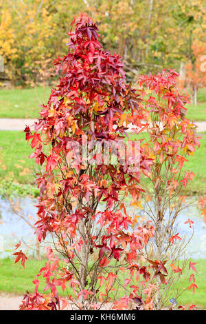 Orange und rote Herbstfarbe im Laub der fastigiate Sweet gum, Liquidambar styraciflua Kreditgeber Silhouette' Stockfoto