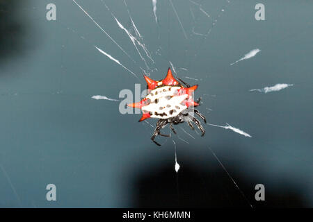 Stachelige orb-weaver Spider, Gasteracantha cancriformis, Florida Stockfoto