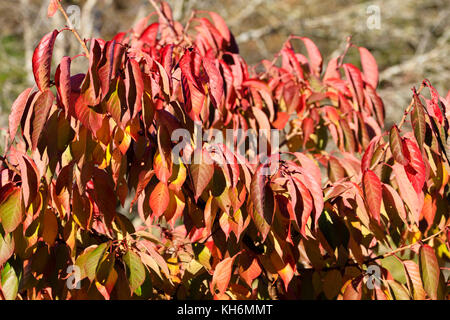 Rote Herbst Laub der Große Weiße Kirsche Prunus 'Tai Haku' Stockfoto