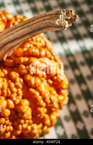 Eine rote warty Kürbis Stockfoto