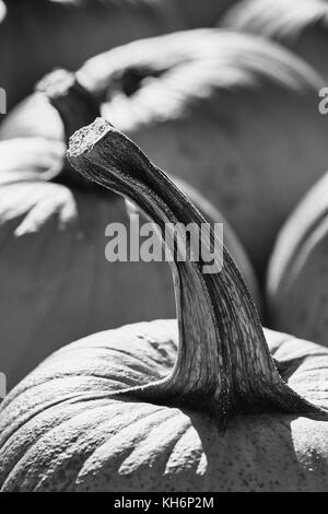 Kürbisse auf dem Bauernmarkt in Amish Country, Lancaster County, Pennsylvania, USA Stockfoto