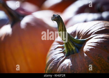 Kürbisse auf dem Bauernmarkt in Amish Country, Lancaster County, Pennsylvania, USA Stockfoto