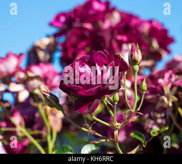 Sport der leuchtenden Rosa Eisberg Rose, Burgund Eisberg Rosen blühen im Winter duftenden Charme zum Garten mit florabunda Cluster hinzufügen. Stockfoto