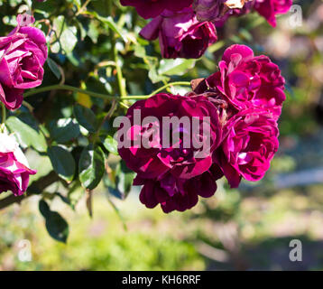 Sport der leuchtenden Rosa Eisberg Rose, Burgund Eisberg Rosen blühen im Winter duftenden Charme zum Garten mit florabunda Cluster hinzufügen. Stockfoto