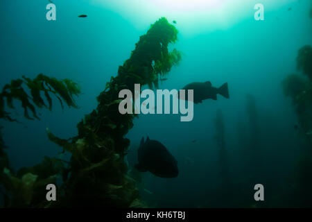 Riesige Schwarze Meer Bass im Kelp Wald von Casino Punkt, Avalon, Santa Catalina Island, Kalifornien Stockfoto