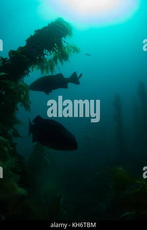 Riesige Schwarze Meer Bass im Kelp Wald von Casino Punkt, Avalon, Santa Catalina Island, Kalifornien Stockfoto