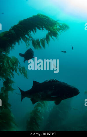 Riesige Schwarze Meer Bass im Kelp Wald von Casino Punkt, Avalon, Santa Catalina Island, Kalifornien Stockfoto