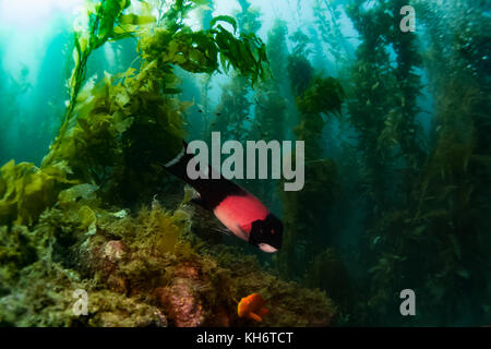 Kalifornien Sheephead Fisch im Kelp forest von Santa Catalina Island, Kalifornien Stockfoto