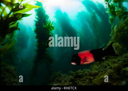 Kalifornien Sheephead Fisch im Kelp forest von Santa Catalina Island, Kalifornien Stockfoto