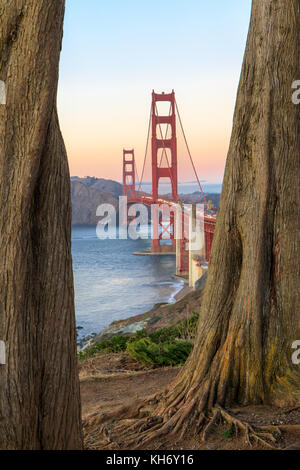 Golden Gate Bridge durch Zypressen. Stockfoto