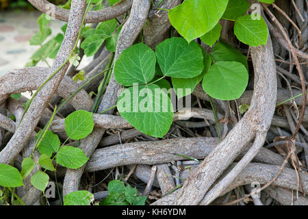 Interlaced stammt von einem kriechgang Anlage Stockfoto