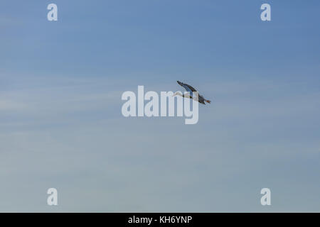 Einzelne weiße Storch fliegt gerade und in den blauen Himmel. Blick vom Punkt, der höher als der Storch. Stockfoto