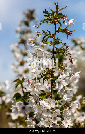 Prunus kurilensis „Brillant“ Weiße Blüten auf Zweigstrauß, Pflanze in Blüte, Prunus nipponica Stockfoto
