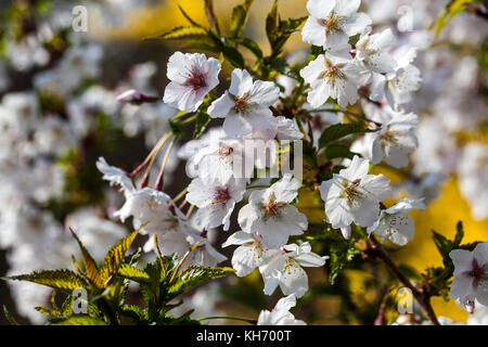 Prunus kurilensis 'Brilliant' Stockfoto