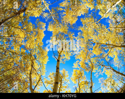 USA. Colorado. Gen Himmel Ansicht von Aspen Bäume. Stockfoto