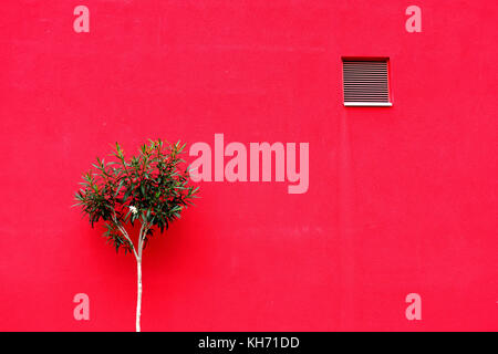 Oleander Strauch vor einem leuchtend rote Wand Stockfoto