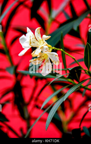 Oleander Strauch vor einem leuchtend rote Wand Stockfoto