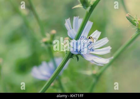 Chicorée Blume in der Natur Stockfoto