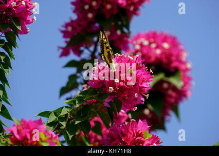 Gelbe südlichen Schwalbenschwanz (Papilio alexanor) Schmetterling sitzt auf einem roten Bougainvillea mit einem blauen Himmel Hintergrund. Diese Arten von Schmetterlingen, auch Stockfoto