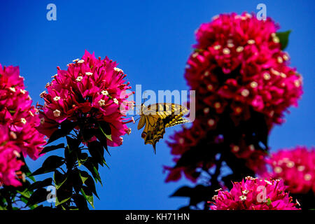 Gelbe südlichen Schwalbenschwanz (Papilio alexanor) Schmetterling sitzt auf einem roten Bougainvillea mit einem blauen Himmel Hintergrund. Diese Arten von Schmetterlingen, auch Stockfoto