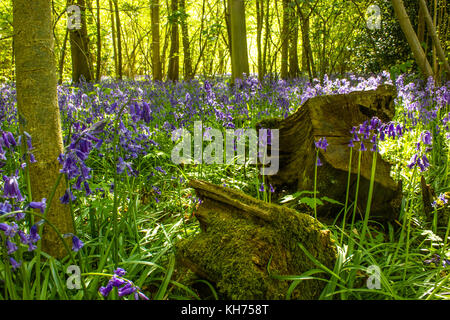 Warnham Bluebell Woods Stockfoto