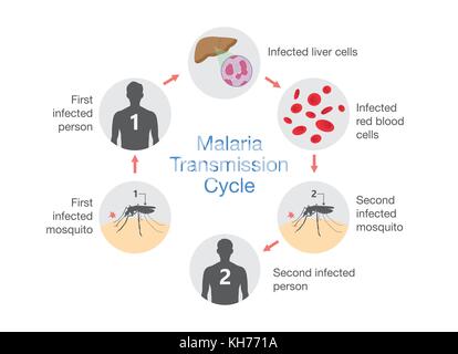 Abbildung: Malaria Getriebezyklus. Stock Vektor