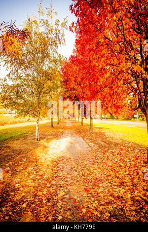 Murray in die Berge Rail Trail durch die herrlichen Farben des Herbstes in der Victoria alpinen Tälern in der Nähe von Bright, Australien Stockfoto