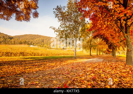 Murray in die Berge Rail Trail durch die herrlichen Farben des Herbstes in der Victoria alpinen Tälern in der Nähe von Bright, Australien Stockfoto