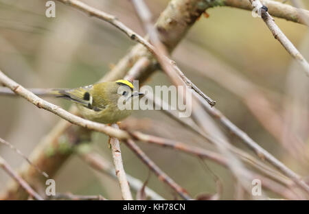 Eine atemberaubende goldcrest Vogel (Regulus Regulus) auf einem Zweig auf der Suche nach Insekten zu Essen thront. Stockfoto