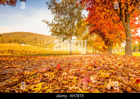 Murray in die Berge Rail Trail durch die herrlichen Farben des Herbstes in der Victoria alpinen Tälern in der Nähe von Bright, Australien Stockfoto