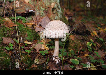 Coprinus comatus, Shaggy ink Kappe, der Anwalt von Perücke, oder shaggy Mane, ist eine gemeinsame Pilz wachsen auf Rasen. Stockfoto