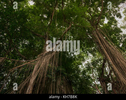 Asiatische tropischer Wald, Wald, Gesträuch, Gras, Indonesien, Bali Stockfoto