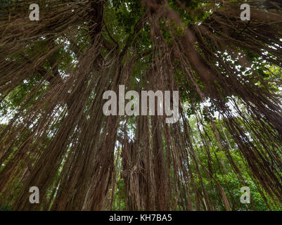 Asiatische tropischer Wald, Wald, Gesträuch, Gras, Indonesien, Bali Stockfoto