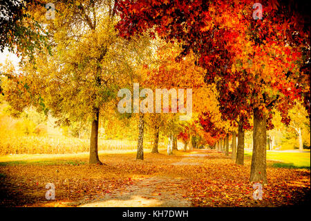 Murray in die Berge Rail Trail durch die herrlichen Farben des Herbstes in der Victoria alpinen Tälern in der Nähe von Bright, Australien Stockfoto