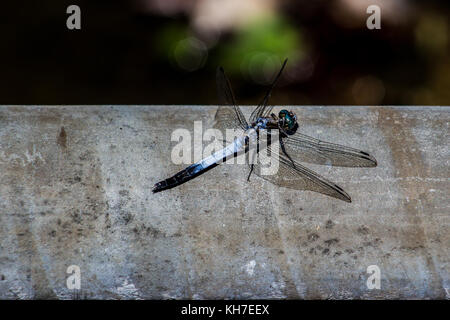 Eine japanische Blue Dragonfly ruht auf einem Rohr in Kamakura, Japan Stockfoto