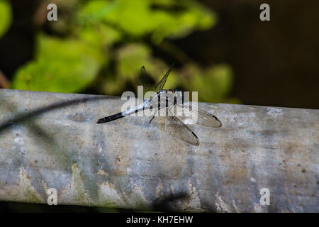 Eine japanische Blue Dragonfly ruht auf einem Rohr in Kamakura, Japan Stockfoto