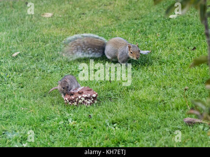 Graue Eichhörnchen und Ratte Kampf um Nahrung eine Schokolade Kuchen Stockfoto