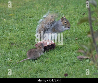 Graue Eichhörnchen und Ratte Kampf um Nahrung eine Schokolade Kuchen Stockfoto