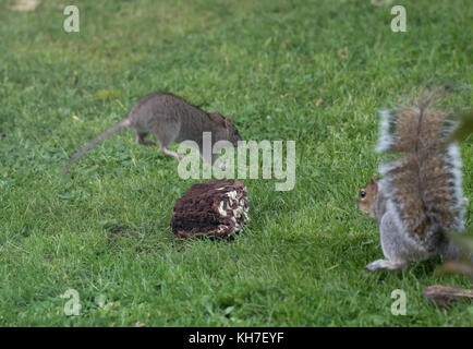 Graue Eichhörnchen und Ratte Kampf um Nahrung eine Schokolade Kuchen Stockfoto