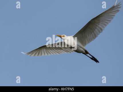 Nahaufnahme der weißen Reiher im Flug Stockfoto