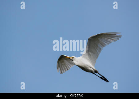 Nahaufnahme der weißen Reiher im Flug Stockfoto