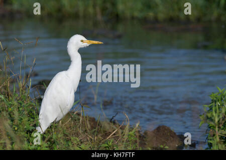 Weiße Reiher in der Nähe von Teich sitzen Stockfoto